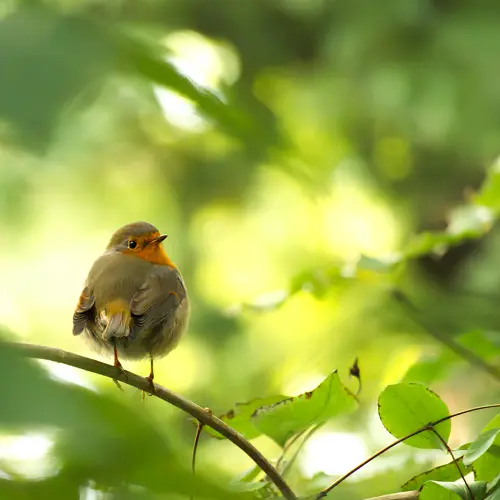 Cursus een levende tuin maak je zelf