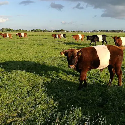 Poldertocht door de Boterhuispolder