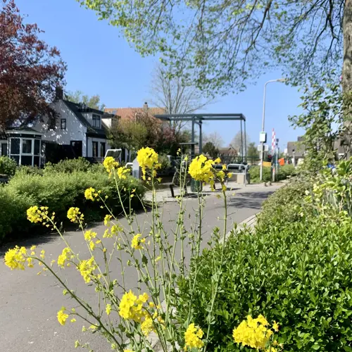 Grüne Schleifen: Bilderdam