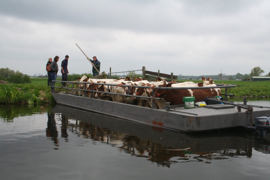 Weidevogel-excursie met de koeienschuit