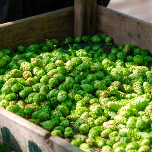 placeholder img alt text