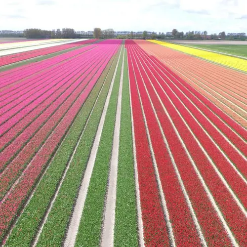 Rondje kleurenpracht in de Bollenstreek