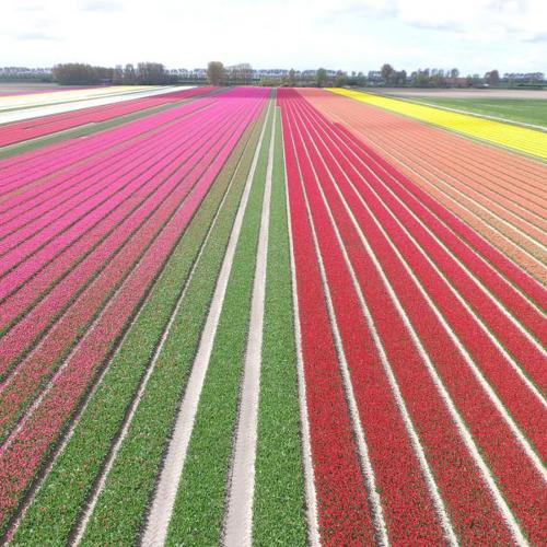 Rondje kleurenpracht in de Bollenstreek