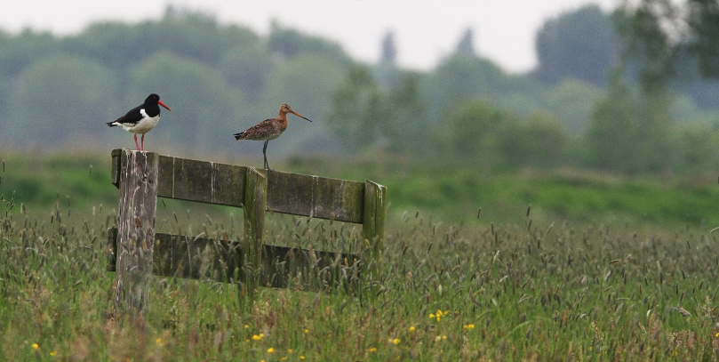 Vogelexcursie Welkom Grutto