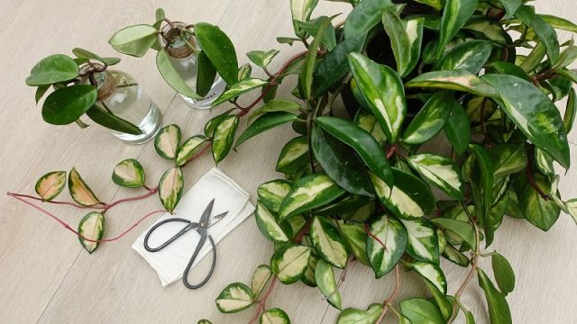 Kamerplanten verzorgen en stekken