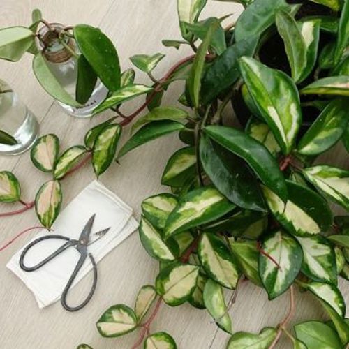 placeholder img alt text