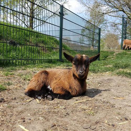 Dierenweide Woubrugge: voor alle dierenliefhebbers