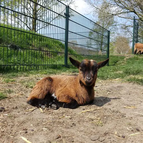 Dierenweide Woubrugge: voor alle dierenliefhebbers