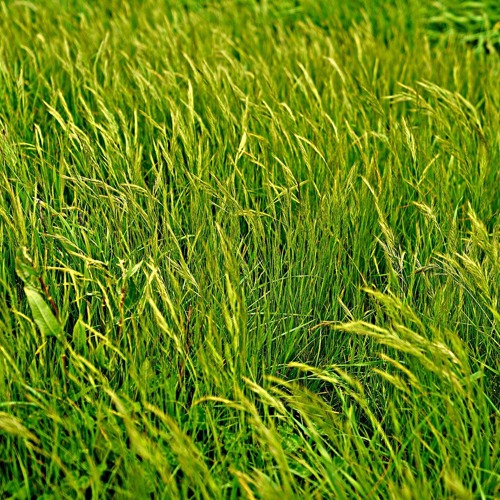 FarmWalk